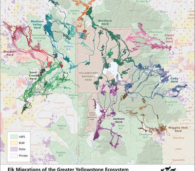 Detours and Distractions: How Humans Impact Migration Patterns ...