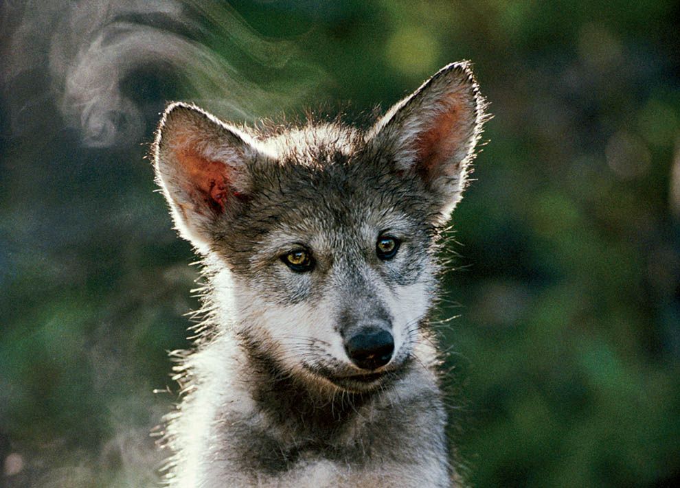 Growing Up Wolf | National Geographic Society