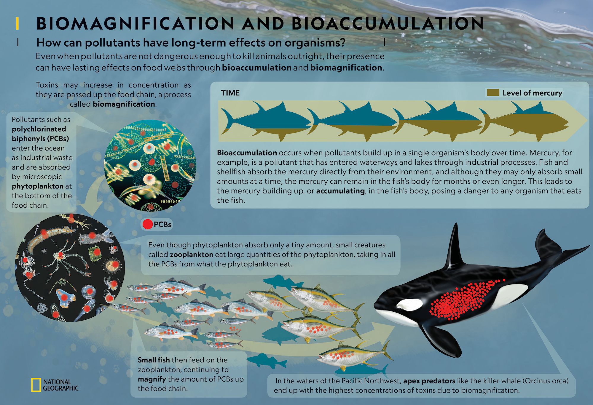 Biomagnification Humans