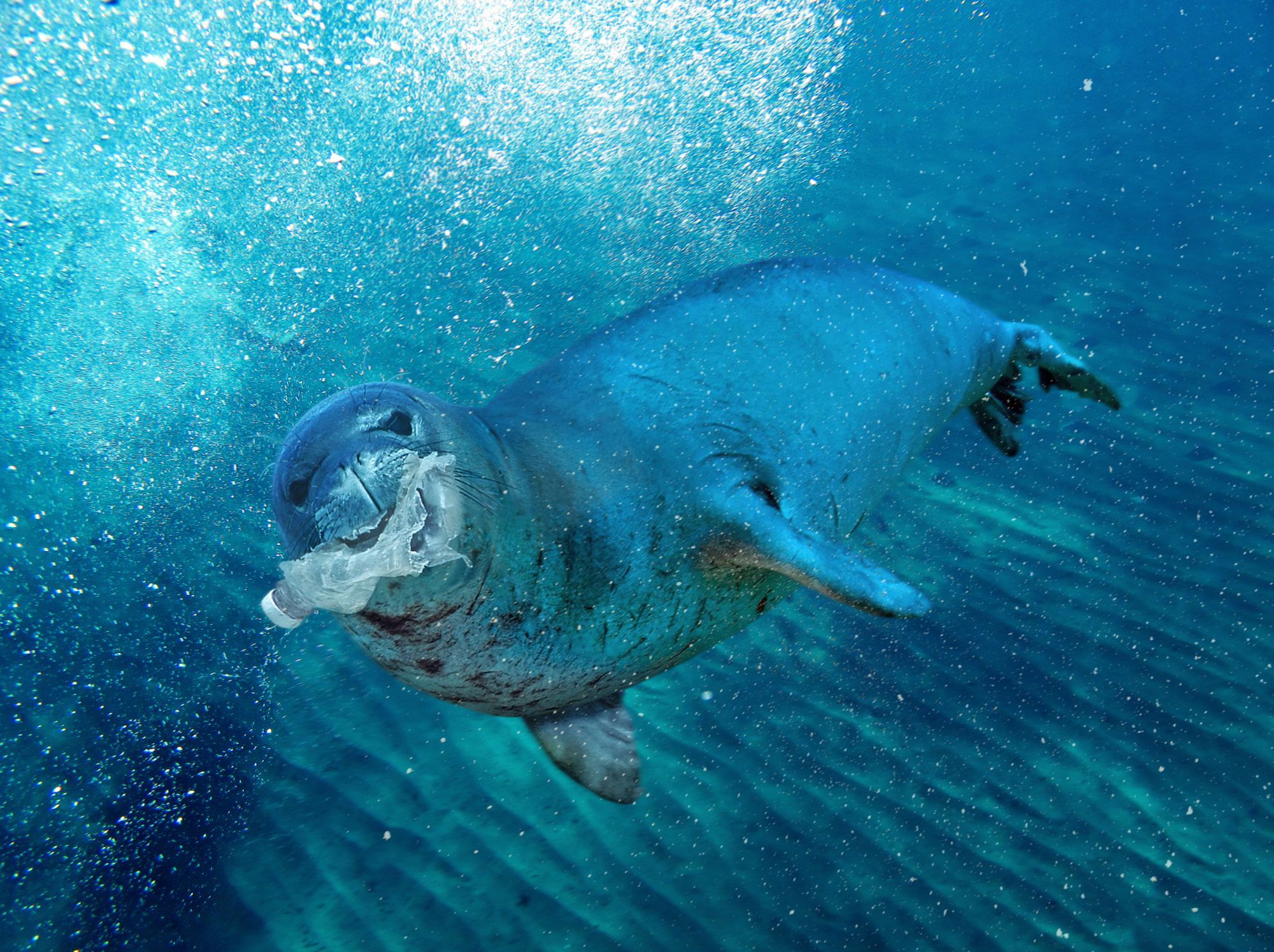 Plastic Bag Found At The Bottom Of World S Deepest Ocean Trench