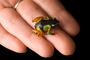 Picture of Madagascan painted frog (1100972)