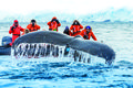 Thrilling Encounter, Fluke and Zodiac, Humpback Whales (Megaptera novaeangliae), Paradise Harbor, Antarctic Peninsula, Southern Ocean, Antarctica
