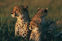 The African cheetah (Acinonyx jubatus jubatus) is an endangered big cat that, despite longterm conservation efforts and successful captive breeding programs, remains in decline thanks to human poaching and habitat destruction.