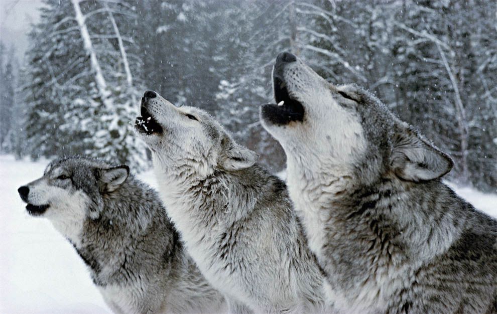 Wolves: Fact and Fiction | National Geographic Society