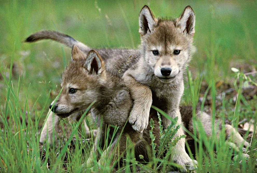 Growing Up Wolf National Geographic Society