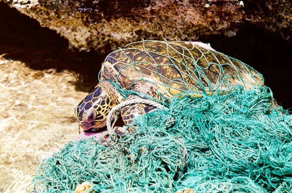 Turtles, too, are put in danger by marine debris. Turtles can easily be entangled in discarded fishing nets or mistake the gelatinous texture of plastic for a jelly, their favorite food. Photograph by NOAA