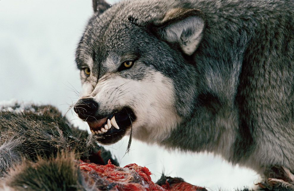 The Law For The Wolves National Geographic Society