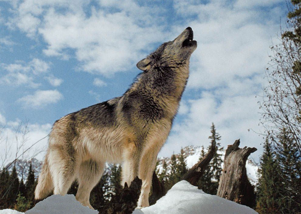 Wolves: Fact and Fiction | National Geographic Society