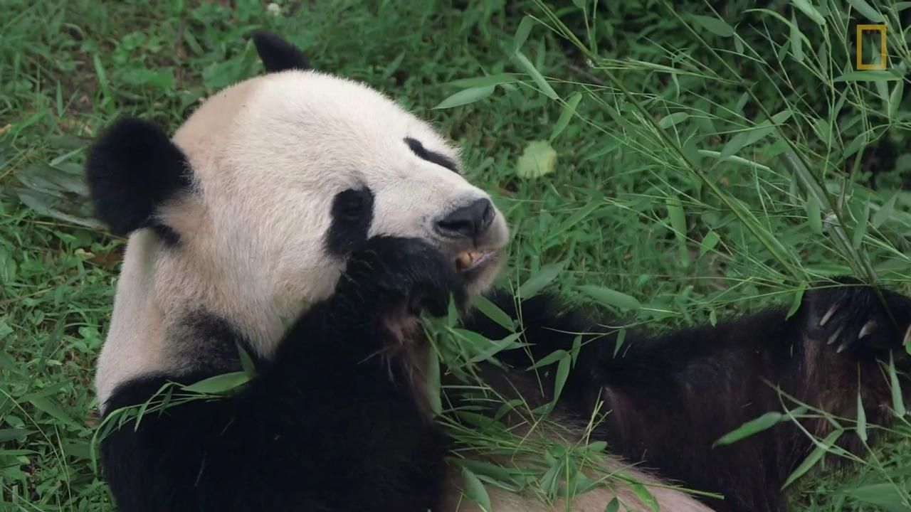 Giant Pandas 101 | National Geographic Society