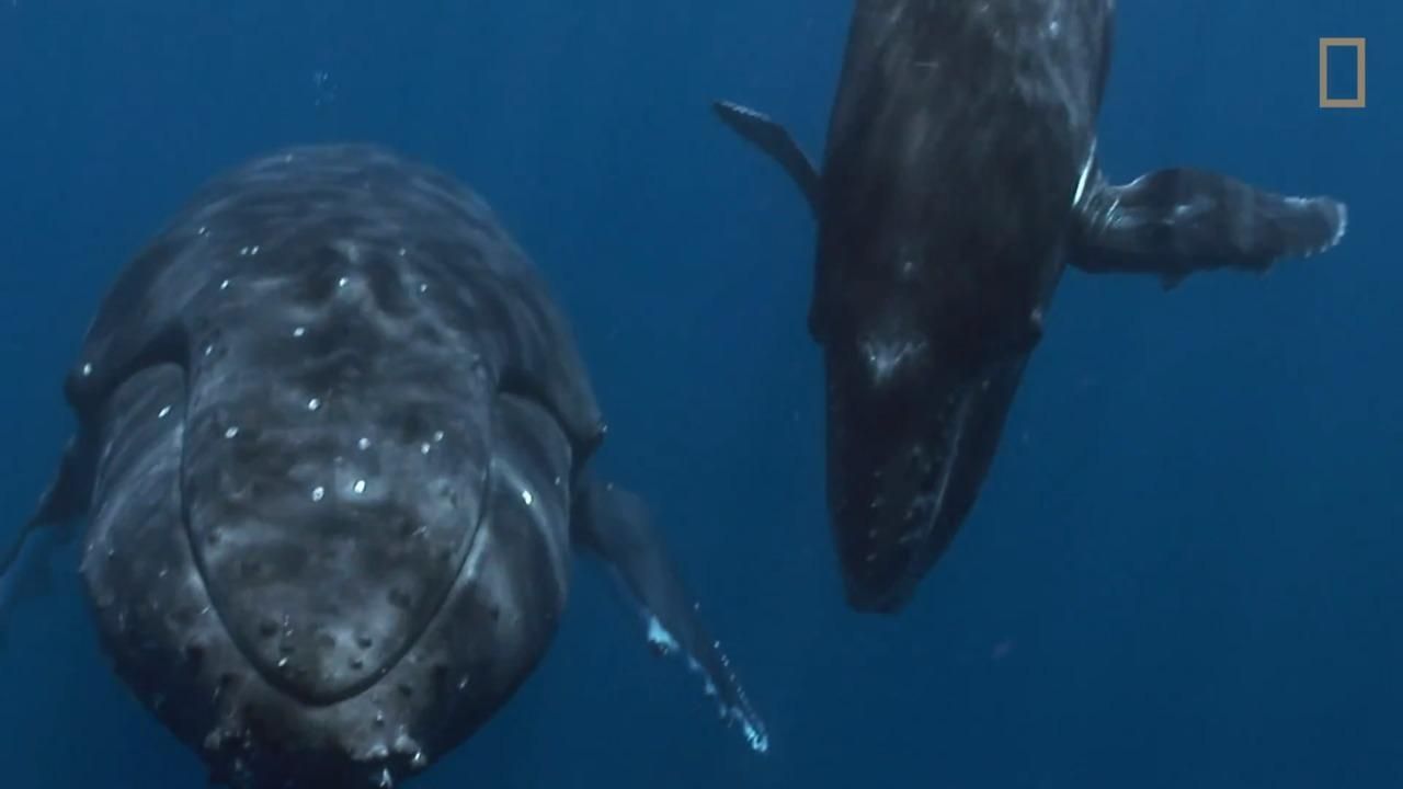 til-whale-poop-helps-keep-our-oceans-alive-national-geographic-society