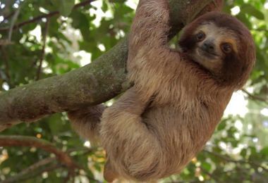 Animals Tropical Rainforest : : The amazon rainforest — the largest