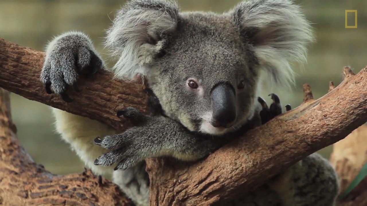 koalas-101-national-geographic-society