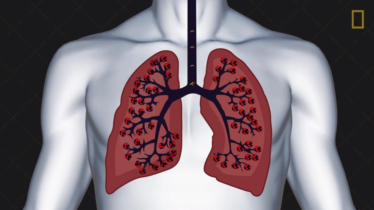 Lungs 101 National Geographic Society 