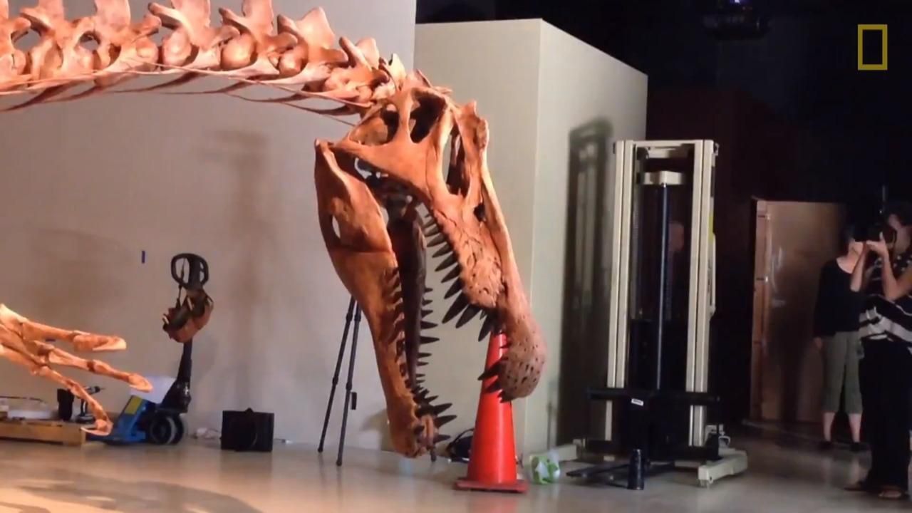 Spinosaurus Skeleton Assembly | National Geographic Society