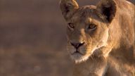Zambia's Lion Protectors