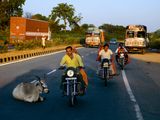 <p>Photo: Men on motorbikes passing a cow lying in the middle of a highway</p>