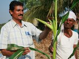 Photo: Popat Rao Pawar examines corn