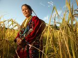 Photo: Mrs. Lalom Ramadasow in a wheat field in Palizi Village (Aka language area), Arunachal Pradesh, India