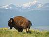 Picture of bison at National Bison Range, Montana
